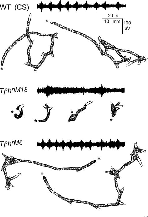 Figure 1 From Coordination And Modulation Of Locomotion Pattern