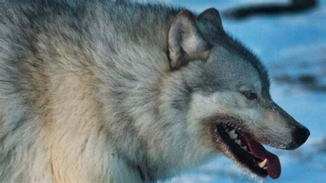 Foxes, wolf and dog in Labrador infected with rabies | CBC News