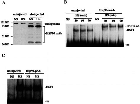 HSP90 Interacts With HSF1 In Vivo A Immunoblot Of Nonshocked NS