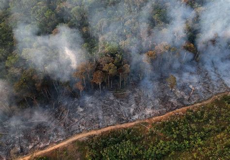 Quais São As Consequências Da Perda De Biodiversidade LIBRAIN