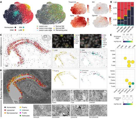 Stcem Analysis Of Microglia And T Cells A Umap Plots Of Microglia