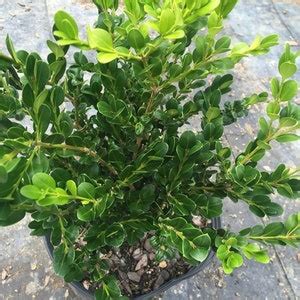 Wintergreen Boxwood, Evergreen Shrubs, Boxwoods Live Plants, Bushes ...