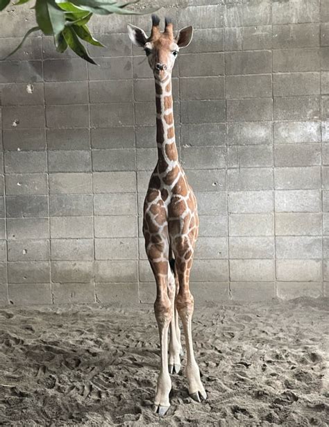 キリンの赤ちゃんお名前発表 おびひろ動物園公式ブログ