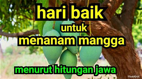 Hari Baik Untuk Menanam Mangga Menurut Hitungan Jawa YouTube