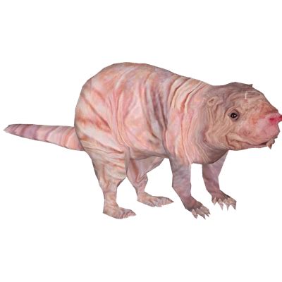 Naked Mole Transparent PNG StickPNG