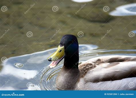 Male Mallard Swimming With Open Beak Stock Photo Image Of Funny