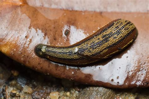 A leech stock image. Image of garden, leech, closeup, macro - 6513701