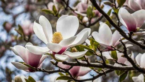 Mississippi State Flower: Magnolia, Meaning and Symbolism