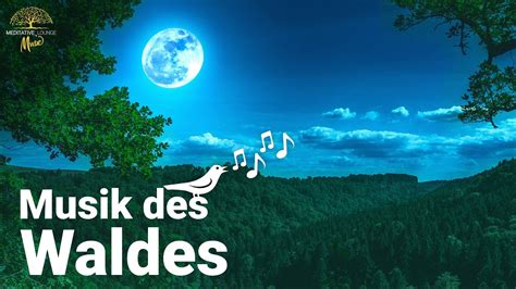 Traumhafte Entspannungsmusik Natur Waldgeräusche Musik zum