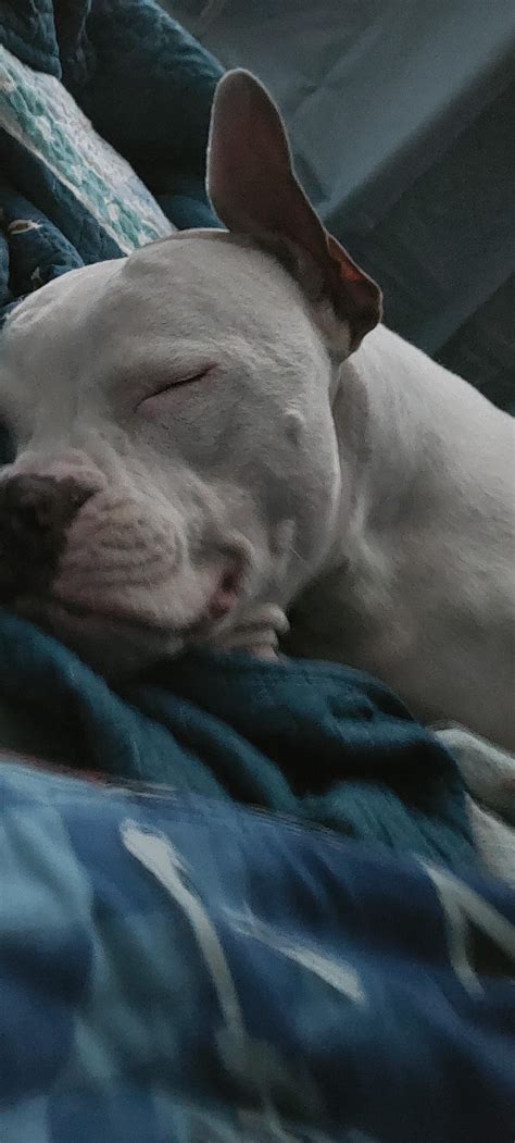 Here’s my 3 year old big boy pittie mix : r/pitbulls