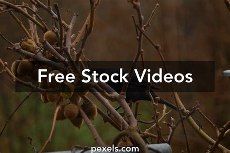 Kiwi Bird Videos, Download The BEST Free 4k Stock Video Footage & Kiwi ...