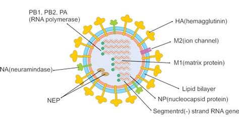 Influenza Virus Picture