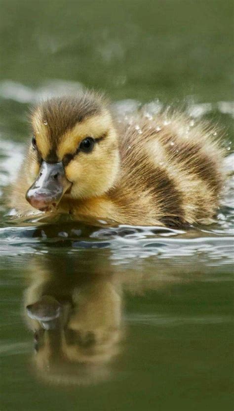 Cute Duckling Swimming : r/ducklings