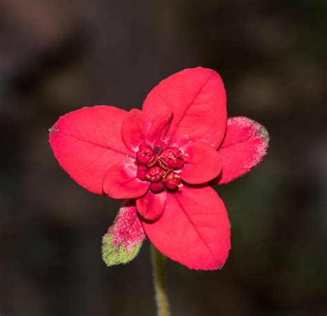 Euphorbia Strigosa INaturalist Mexico