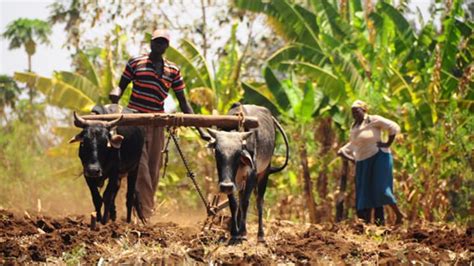 The alternate future of African farming | Devex