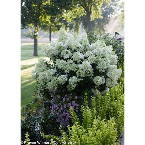 Proven Winners 1 Gal Bobo Hardy Hydrangea Paniculata Live Shrub