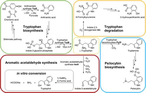 Selected pathways and enzymes of the tryptophan metabolism in P.... | Download Scientific Diagram