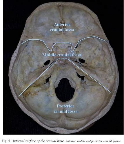 internal surface  cranial base anterior cranial fossa flashcards
