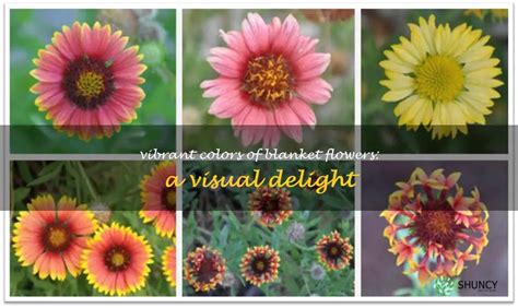 Vibrant Colors Of Blanket Flowers A Visual Delight Shuncy