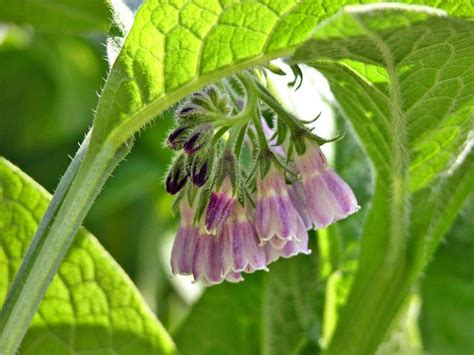 Easy To Grow Comfrey Wildflowers Comfrey Plant Plants Perennial Herbs