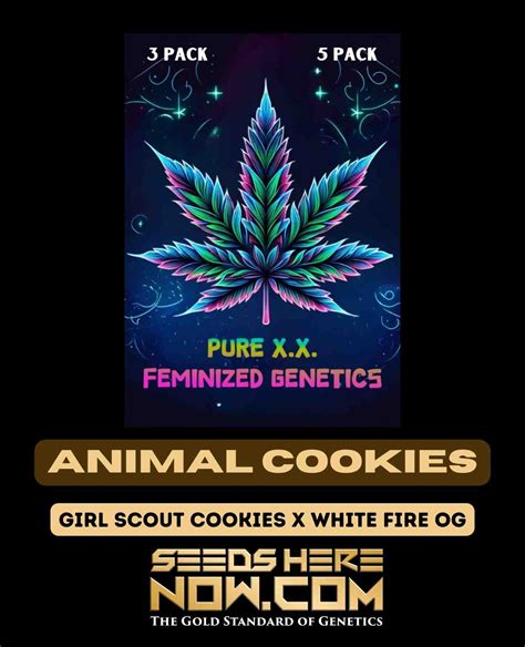 Order Animal Cookies Feminized Seeds -Perfect for Relaxation