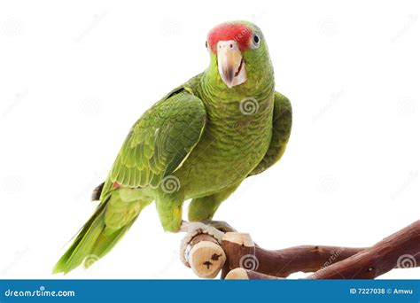 Mexican Red Headed Amazon Parrot Stock Photo Image Of Mexican Parrot