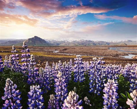 Premium Photo Majestic Lupine Flowers Glowing By Sunlight Gorgeous