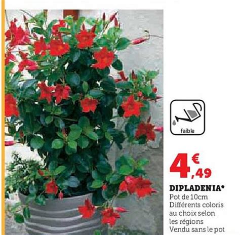 Promo Dipladenia Chez Super U Icatalogue Fr