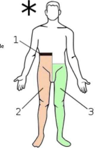 Spinal Cord Injuries Flashcards Quizlet