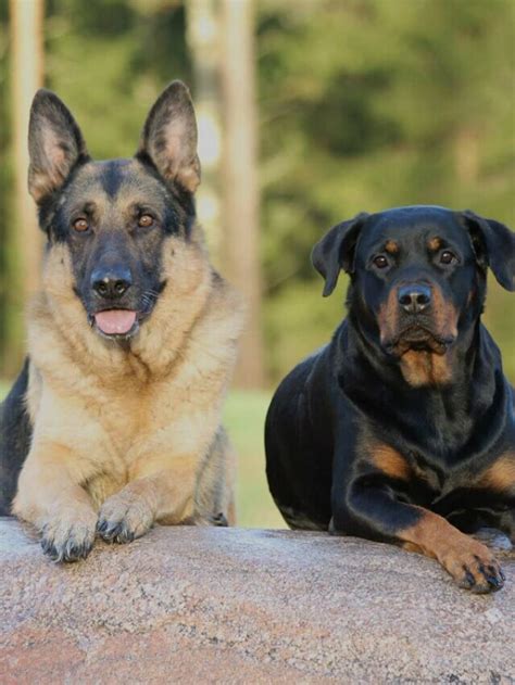 German Shepherd Rottweiler Mix Everything You Need To Know Story