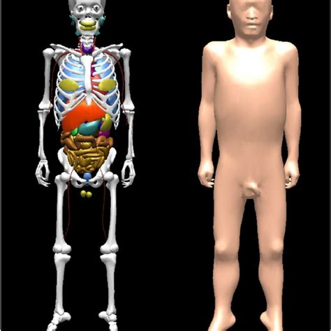 Polygonal Surface Reference Korean Male Phantom Psrk Man Download Scientific Diagram