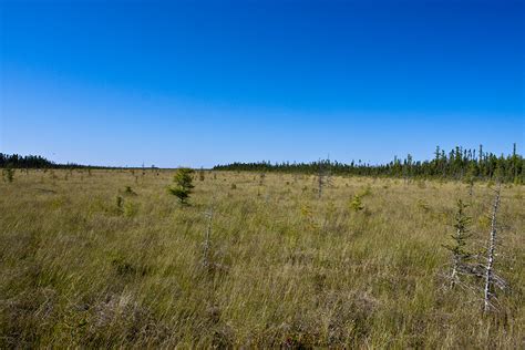 Minnesota Seasons Big Bog State Recreation Area