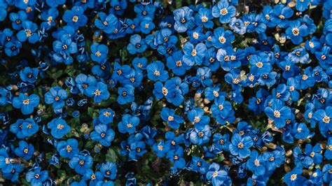 Blue flowers Wallpaper 4K, Flower garden, Blossom, Spring