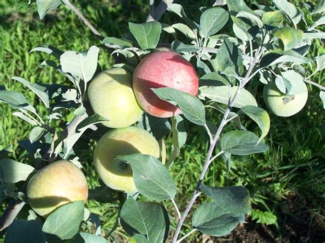 Apple Varieties — Adams Acres