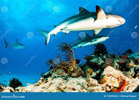 Caribbean Reef Shark at the Bahamas Stock Photo - Image of carcharhinus ...