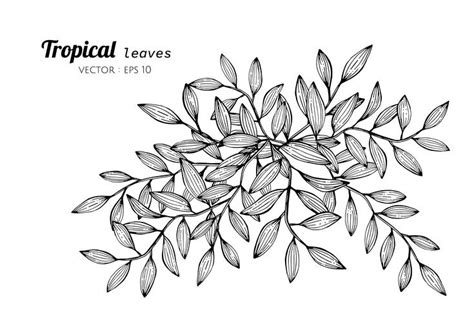 Tropical leaves drawing illustration. 416403 Vector Art at Vecteezy