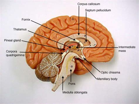 Brain Anatomy Labeling