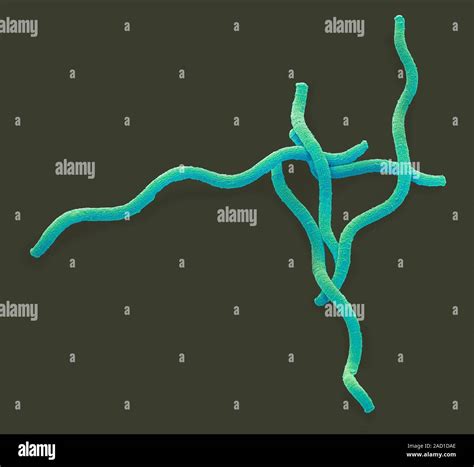 Spirulina Cyanobacteria Scanning Electron Micrograph Sem Spirulina