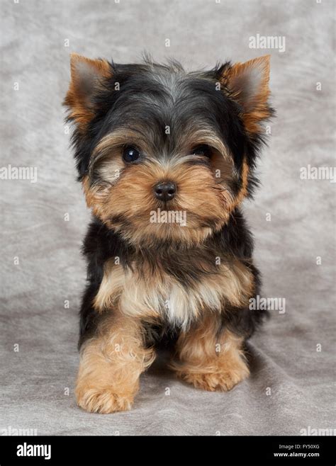 Cachorro de Yorkshire Terrier en tela beige Fotografía de stock - Alamy