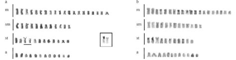 Scielo Brasil Cytogenetic Characterization Of F1 F2 And Backcross