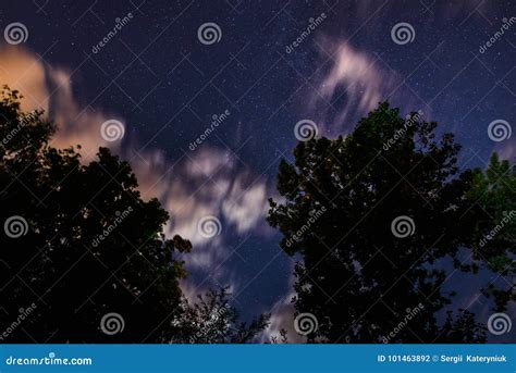 Silhouette of the Forest in the Night Sky Stock Photo - Image of ...