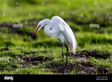 Ardea Alba Melanorhynchos Wagler Hi Res Stock Photography And Images