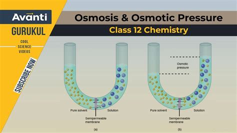 12c02 Solutions Osmosis And Osmotic Pressure Solutions Cbse Iit Jee Class 12 Chemistry