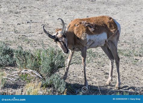 Pronghorn Antelope On The Open Prairie Of Colorado Adult Male Stock