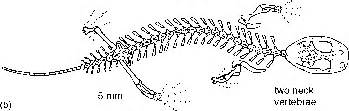 Evolution Of Modern Amphibians - Amphibians - Fossil Hunters