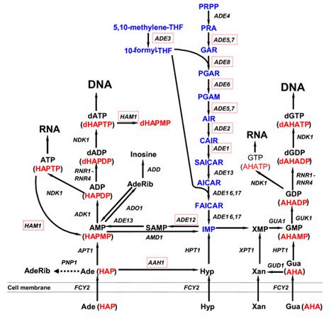 De Novo Purine Synthesis Pathway