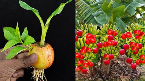 Grow Banana Tree From Banana 🍌🍌🍌 Apple Tree From Apple 🍏🍎🍏 How To Grow Banana And Apple Plant