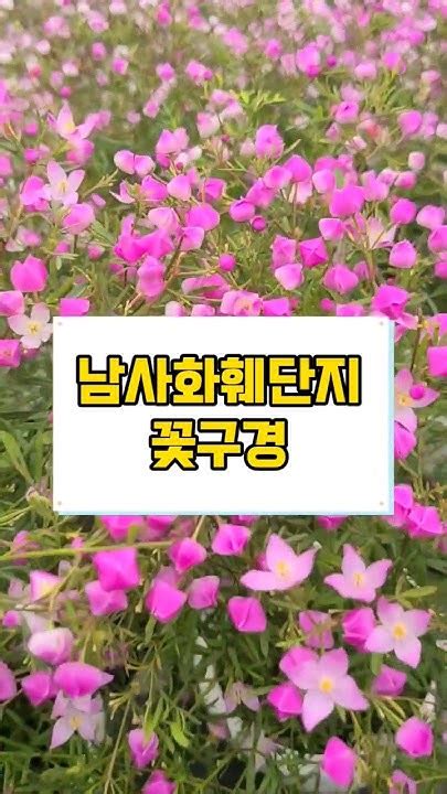 꽃구경 여기 어때 남사 화훼단지 꽃구경 최고의 장소 남사화훼단지 꽃구경 봄소식 힐리의장소 여기어때 용인가볼만한곳