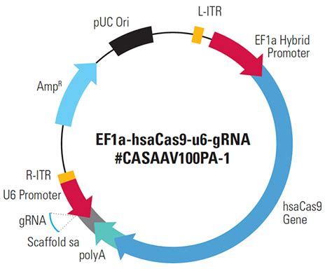 The schematic of the designed plasmid | Download Scientific Diagram