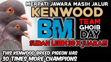 Bm Juara Sudah X Lebih Merpati Kolong Merpati Lovers New Rampok